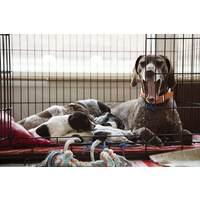 Midwest "Contour" Double Door Dog Crate with Divider image 0