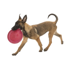 West Paw Zisc Flying Disc Fetch Dog Toy - Ruby Red image 0