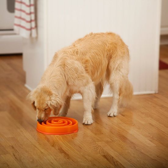 Dog Bowl Food Maze - Interactive Treat Feeder + Water Dish All For Paw –  Mali's Corner