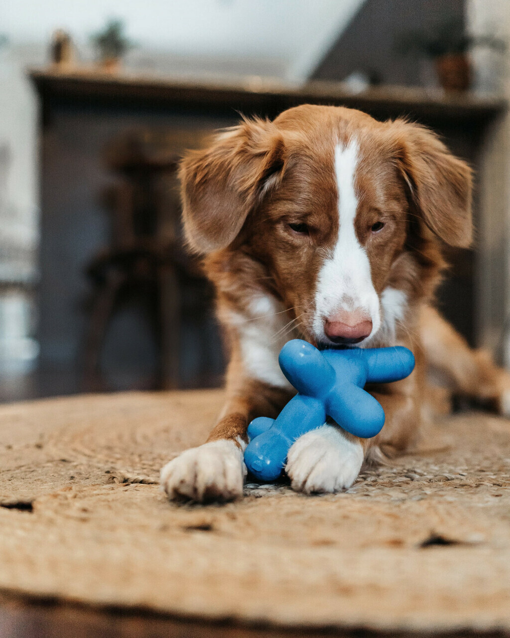 Charming Pet Latex Squeaker Dog Toy - Blue Balloon Dog - Large image 1