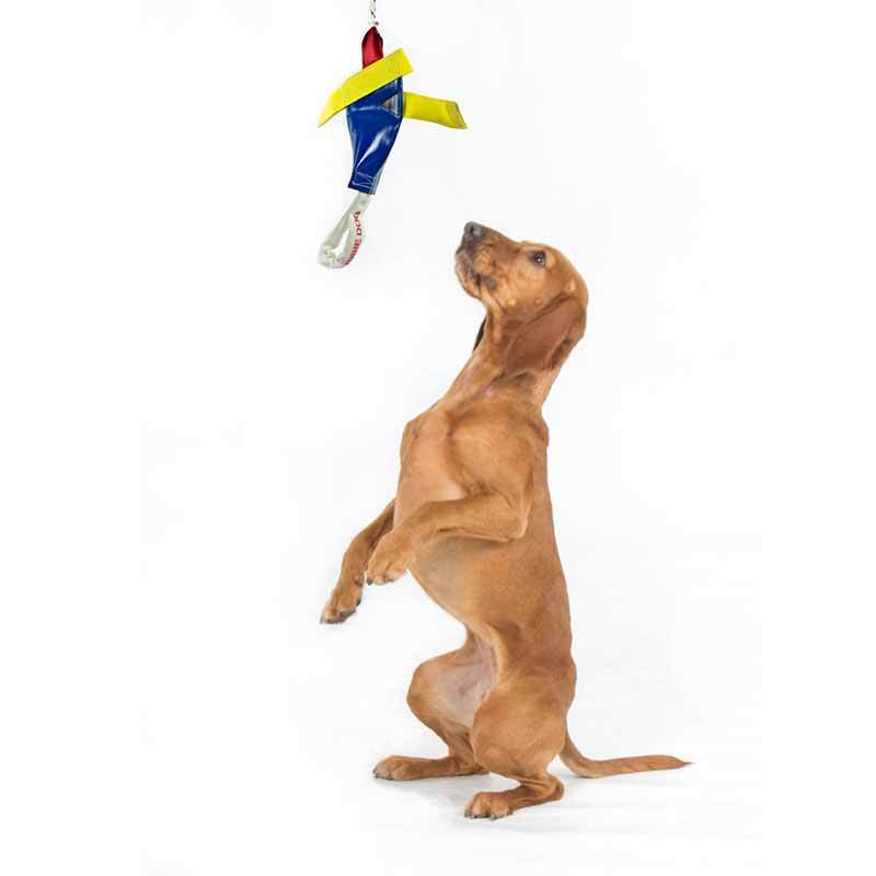 Aussie Dog Heavy Duty Bungie Chook Tough Hanging Dog Toy image 1