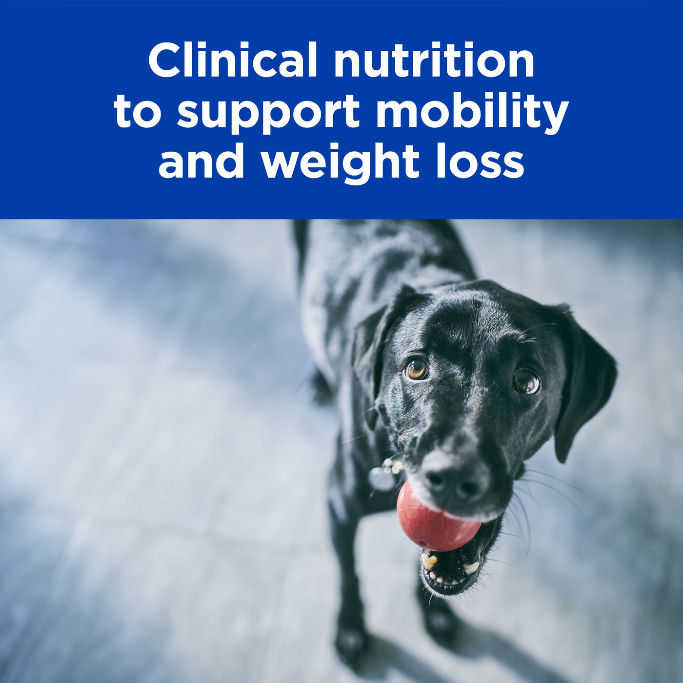 Hills Prescription Diet Metabolic Plus Mobility Dry Dog Food image 1