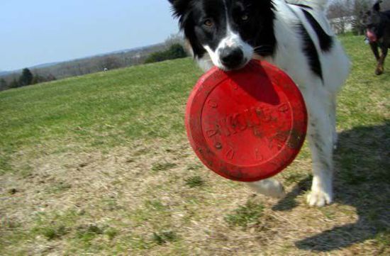 red kong frisbee