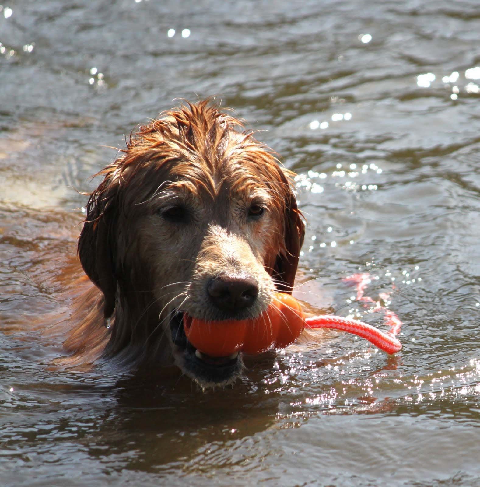 KONG Aqua Classic Shape Fetch Dog Toy on a Rope image 1