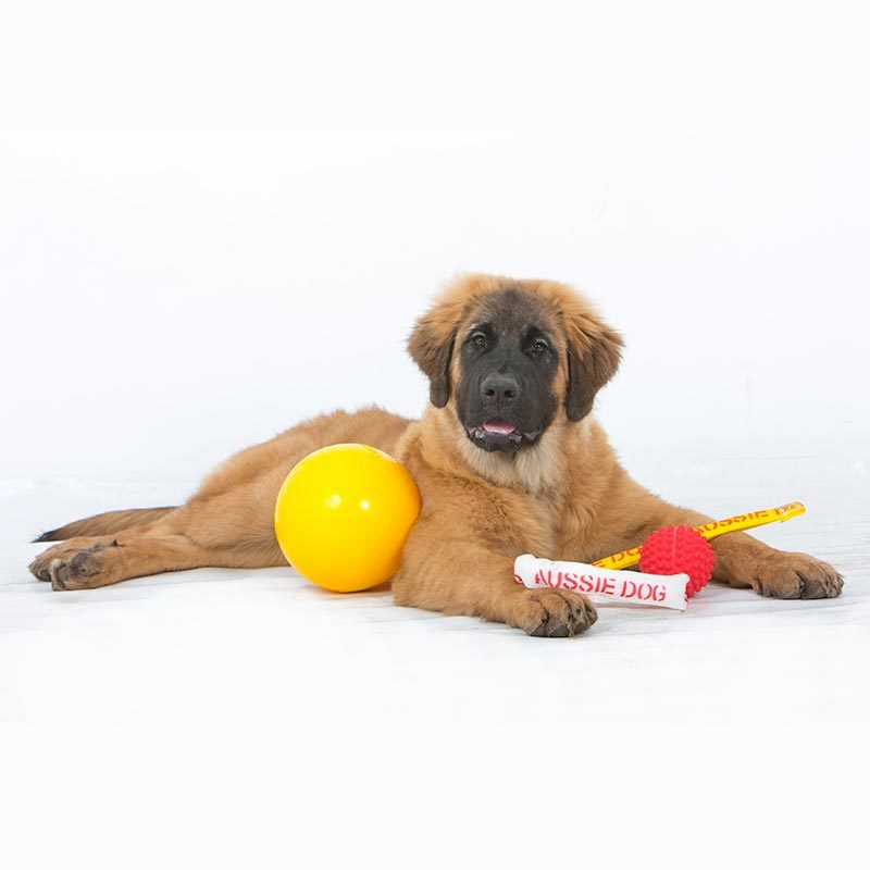 aussie dog toys