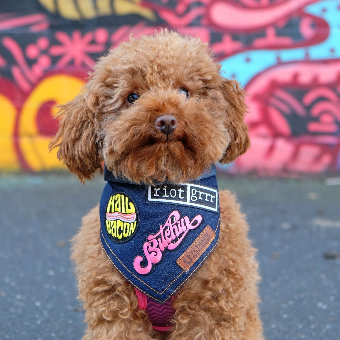 denim dog bandana