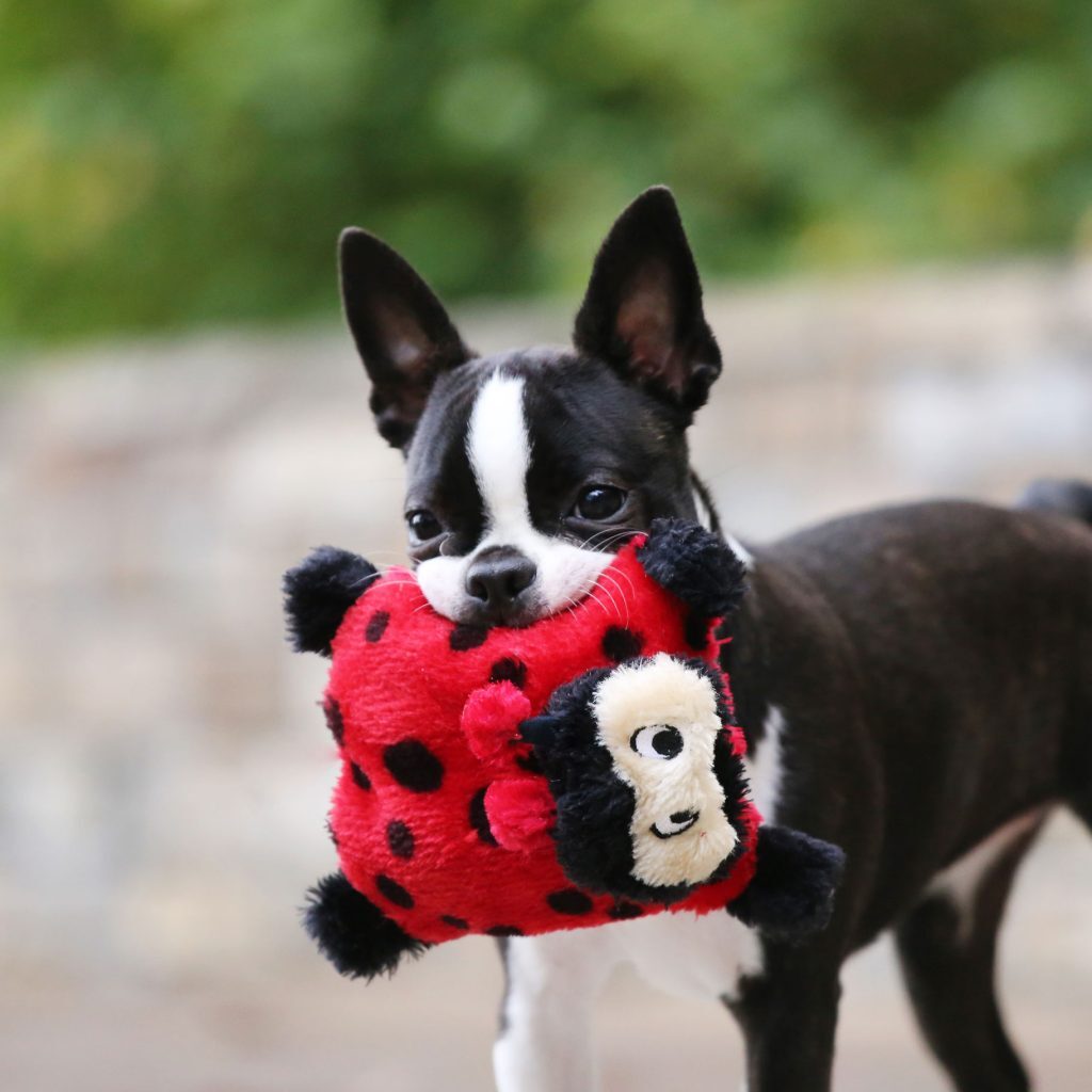 Zippy Paws Squeakie Crawler No Stuffing Speaker Dog Toy - Betsy the Ladybug image 1