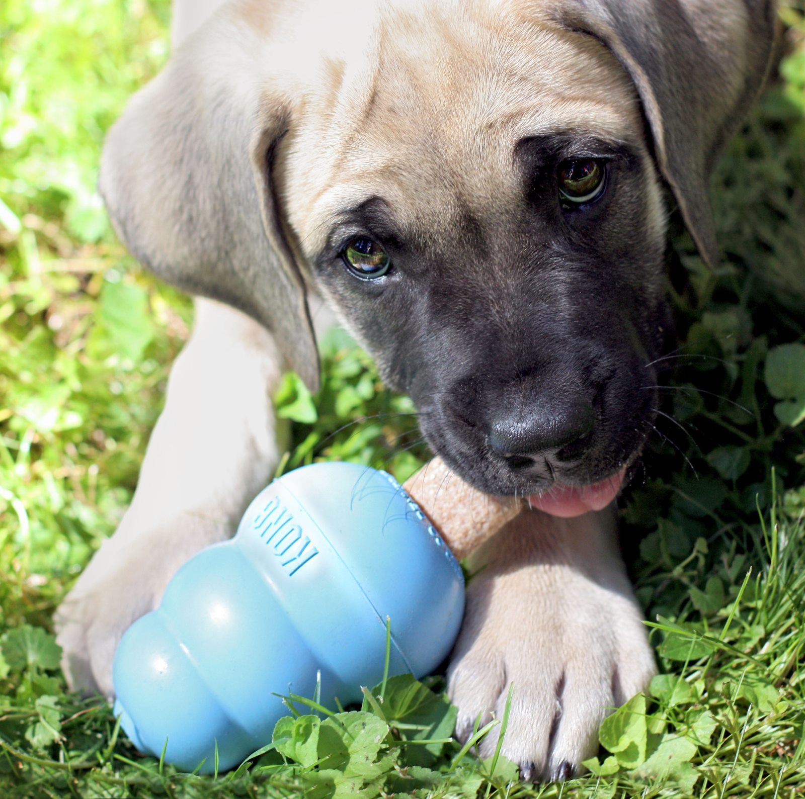 kong easy treat puppy