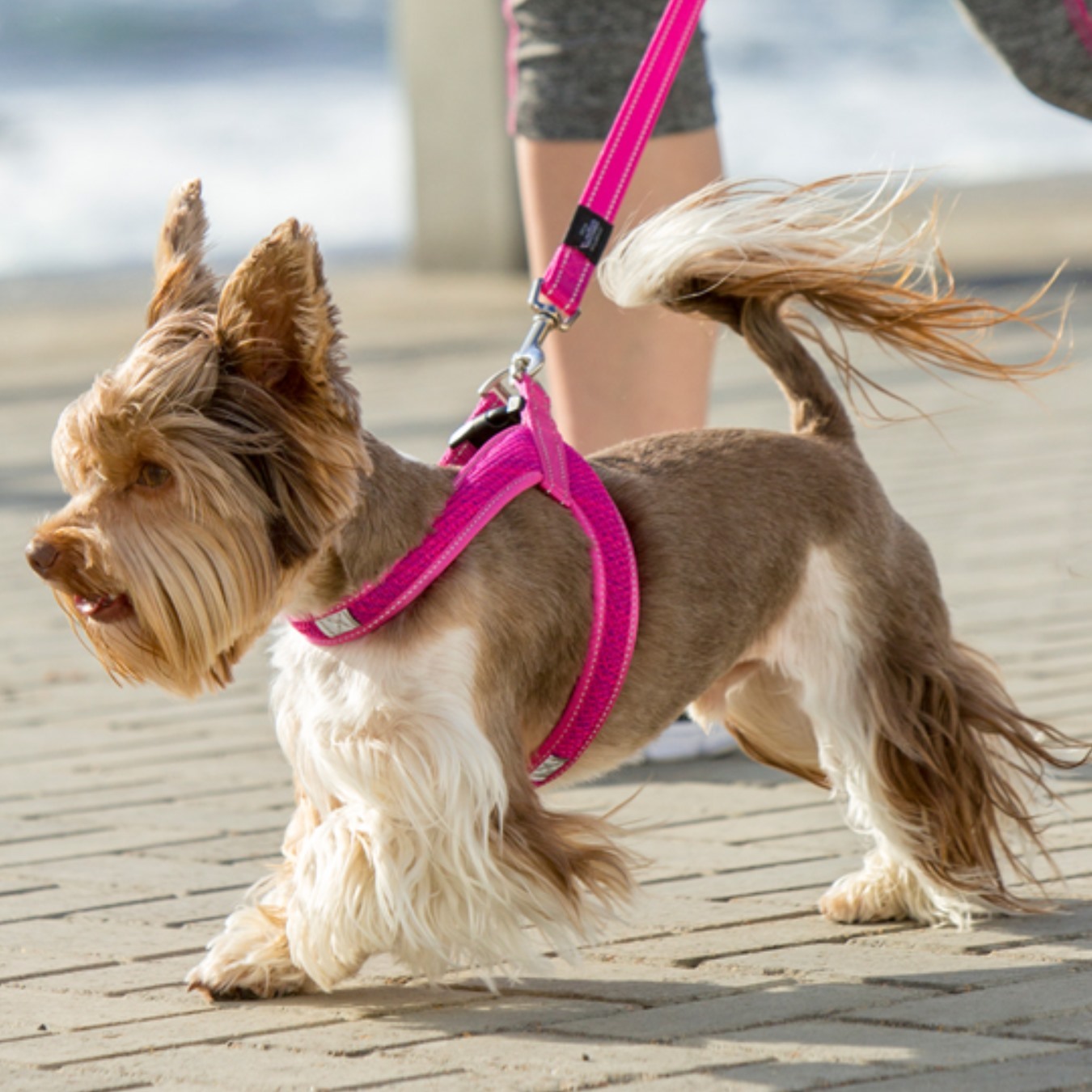 Rogz Fast Fit Ergonomic StepIn Dog Harness Pink eBay