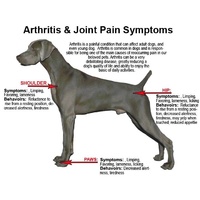 Sasha's Blend Joint Health Powder for Relief of Arthritis in Dogs - 250g image 1