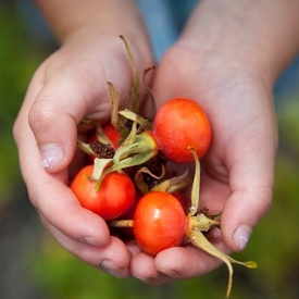 Rosehip Vital Joint Health & Wellbeing for Dogs - 150g image 1