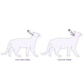 Bravecto PLUS Spot-On 3 month Flea, Tick & Worm Protection - For Cats 6.25-12.5kg image 1