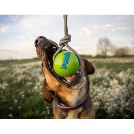 Planet Dog Orbee Tuff Fetch Ball Tough Dog Toy with Rope image 1