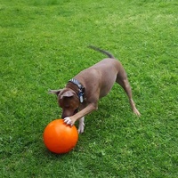 Aussie Dog Staffie Ball - Extra Tough Large Rattle Dog Toy image 1