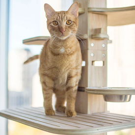 Elevation Floor-to-Ceiling Tension Mounted Plywood Modular Climbing Cat Tower image 1