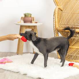 Fringe Studio Plush Squeaker Valentine's Day Dog Toy - Perfect Match image 1