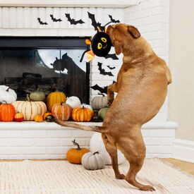 Fringe Studio Halloween Plush Squeaker Dog Toy - Bat's The Way It Is image 1