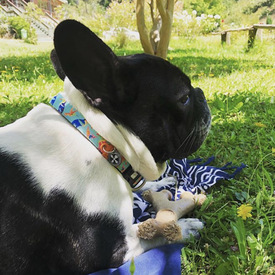 Max & Molly Smart ID Dog Collar - Paradise image 1