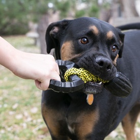 KONG Jaxx Braided Tug Tough Large Interactive Dog Toy image 1