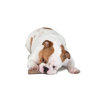 Petstages Durable Dogwood Dog Chew Stick - Medium image 1