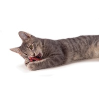 Petstages Catnip Plaque Away Pretzel Cat Chew Toy image 1