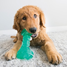 KONG Squeezz Dental Ball Rubber Dog Toy image 1