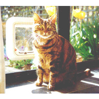 Transcat Pet Door Cat Flap for Doors, Walls & Glass - White - 4 Way Lock image 1