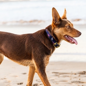 Anipal Billie The Bilby Brass & 100% Recycled Dog Collar image 1
