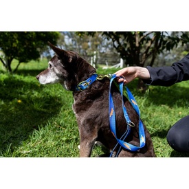 Anipal Piper The Platypus Brass & 100% Recycled Dog Leash image 1