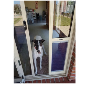 Patiolink Sliding Door Greyhound Door Panel Insert & Flap includes Locking Bracket for Doors up to 2.1m image 1