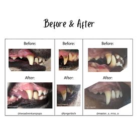 Simply Seaweed Natural Dental Health Care for Cats & Dogs - 1.5kg image 1