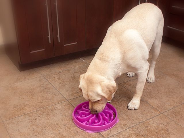 Outward Hound Fun Feeder Interactive Slow Bowl for Dogs - Purple Flower image 1