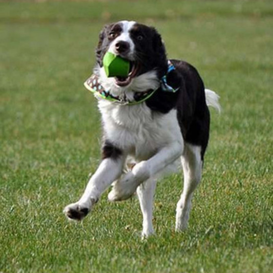 chuckit erratic ball