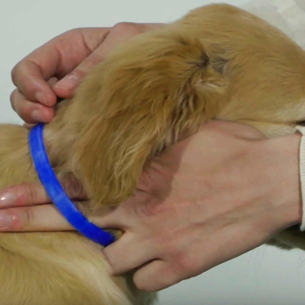 Adaptil Junior - On the Go & Training Pheromone Collar for Puppies image 2