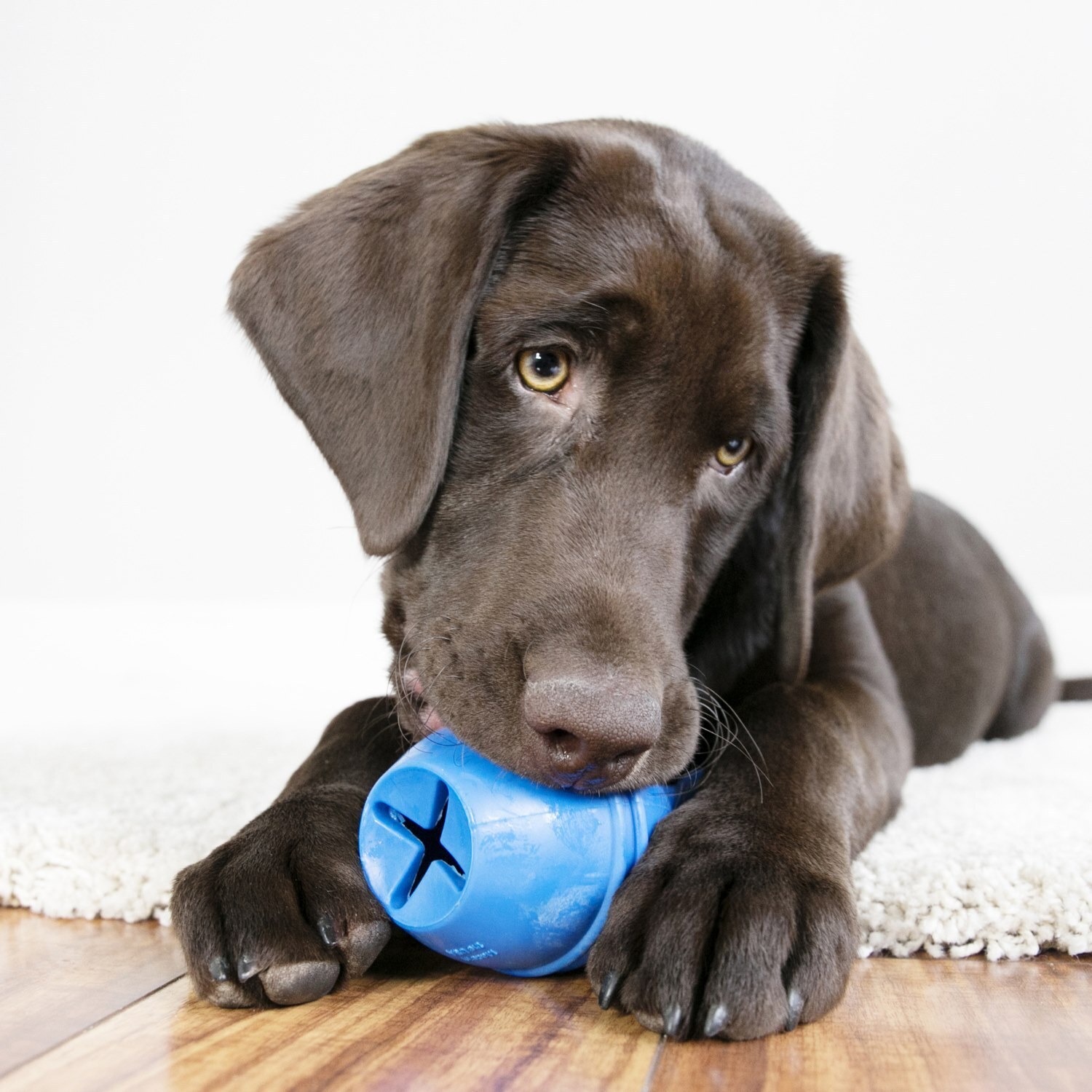 Kong interactive hot sale dog toys