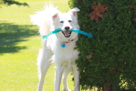 3 x KONG Safestix Stick Alternative Fetch Stick Dog Toy - Medium image 2