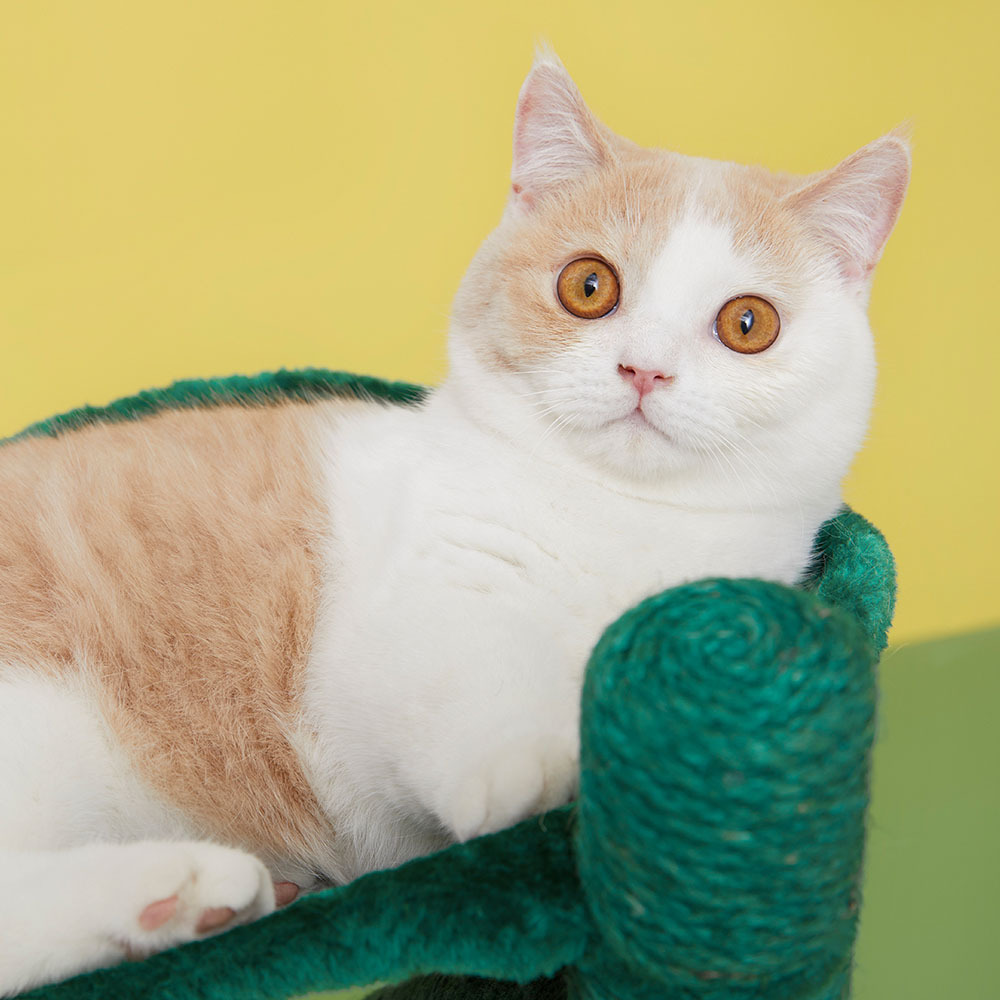 Vetreska Handmade Double Cherry Cat Scratching Post