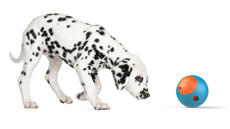 foobler dog toy
