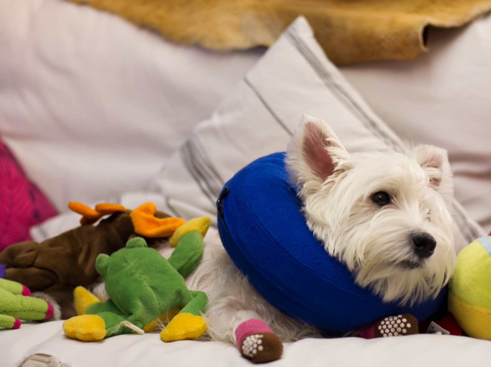 Kong inflatable collar review cheap