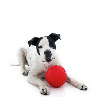 Aussie Dog Mitch Tough Rubber Dog Ball - Hard Red image 2