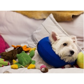 KONG Cloud Soft Elizabethan Cat and Dog Protective Medical Collar - X-Small image 2