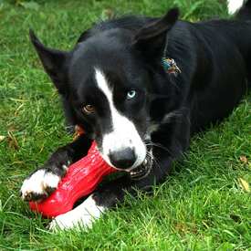 KONG Beezles Dog Tug Toy in Assorted Colours image 2