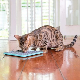 LickiMat Buddy Tuff Slow Food Bowl Anti Anxiety Licking Mat for Dogs image 2