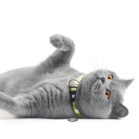 Max & Molly Smart ID Cat Collar - Kiwi image 2