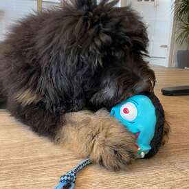 Max & Molly Squeaker Snuggles Dog Toy - Bubba King image 2