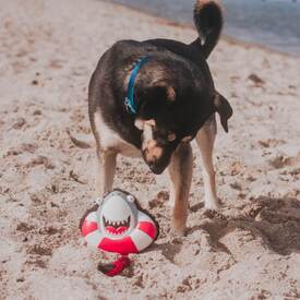 Max & Molly Squeaker Snuggles Dog Toy - Frenzy the Shark image 2