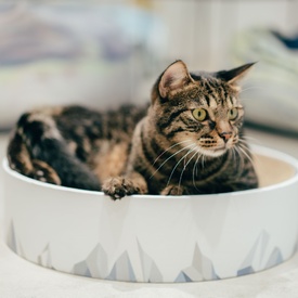 PIDAN Cardboard Cat Scratcher & Day Bed - Valley image 2