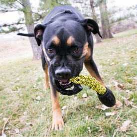 KONG Jaxx Braided Tug Tough Large Interactive Dog Toy image 2