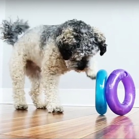 3 x KONG Treat Spiral Ring Treat Dispensing Interactive Dog Toy - Large image 2