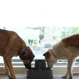 Drinkwell Charcoal Filtered Pet Water Fountain for Cats & Dogs - 3.7 Litre image 2